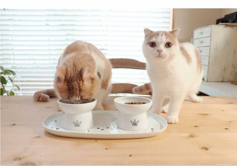 Cats vs Dogs: New UK Data Shows Rising Pet Ownership and Shifting Preferences