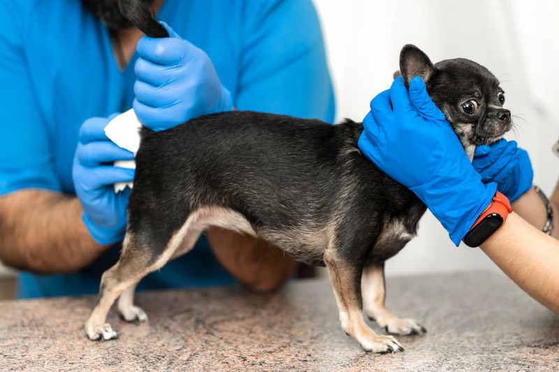 Top 4 Anal Gland Supplements for Dogs – Expert‑Reviewed & Pet‑Friendly