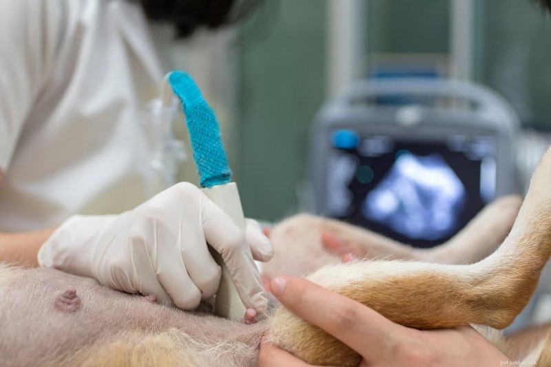 Understanding Dog Intestinal Blockage Surgery: Costs, Risks, and Recovery