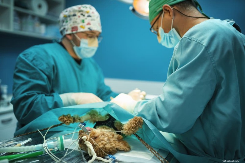 Understanding Dog Intestinal Blockage Surgery: Costs, Risks, and Recovery