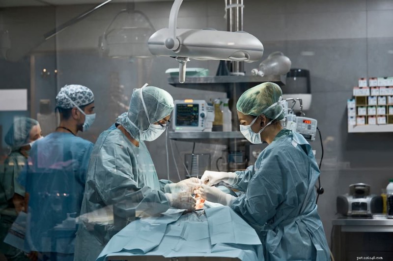 Dog Bloat Surgery: Cost, Procedure, and Recovery Guide