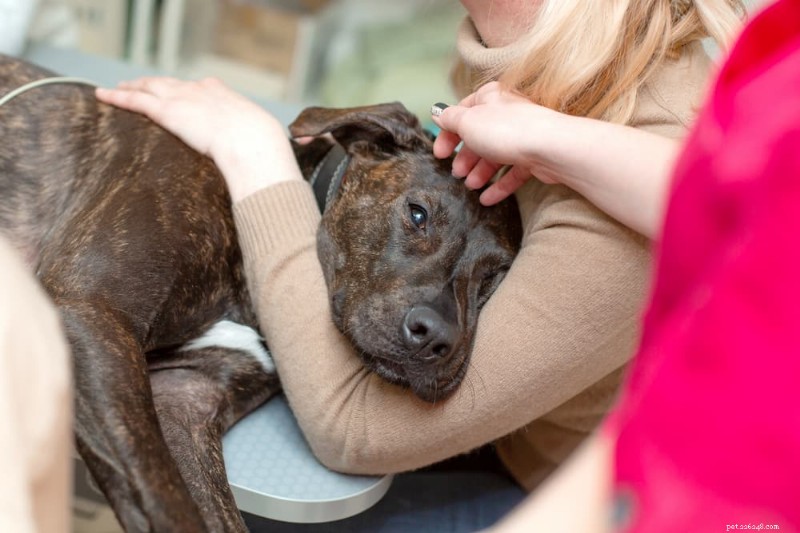 Dog Bloat Surgery: Cost, Procedure, and Recovery Guide