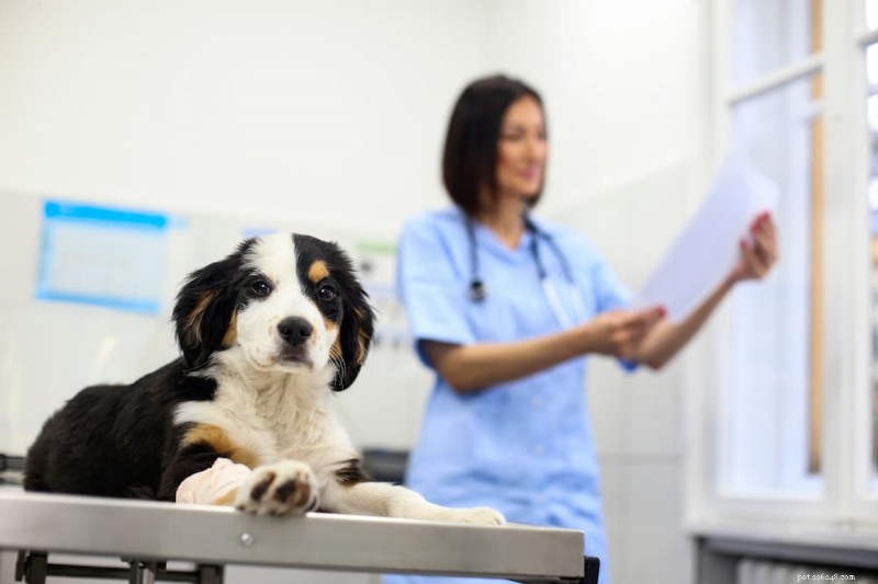 Dog Fecal Testing: What Every Owner Needs to Know