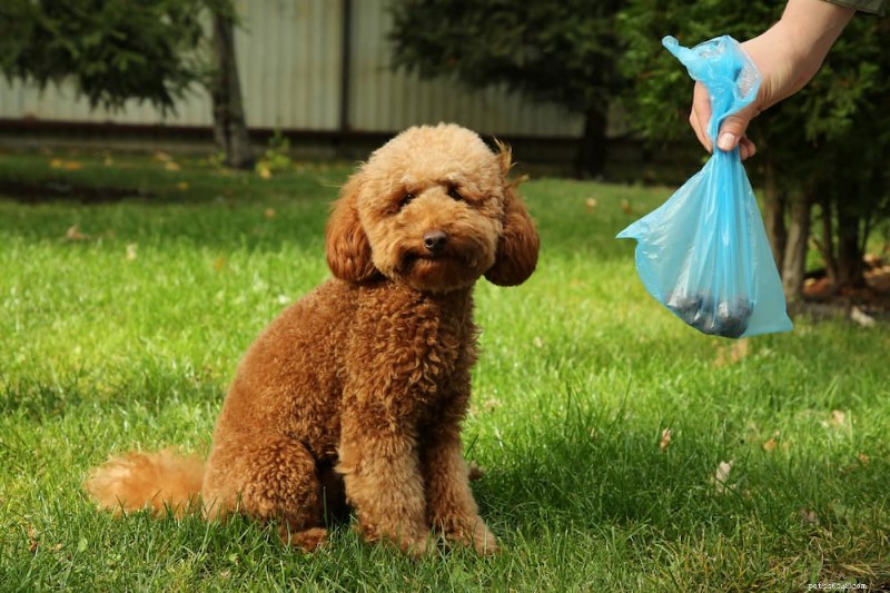 Dog Fecal Testing: What Every Owner Needs to Know