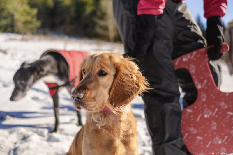 Snow Nose in Dogs: Understanding Why Your Dog’s Nose Turns Pink