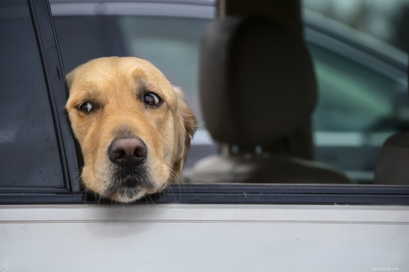 Dog Motion Sickness Explained: Recognize Symptoms & Provide Comfort