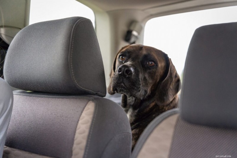 Dog Motion Sickness Explained: Recognize Symptoms & Provide Comfort