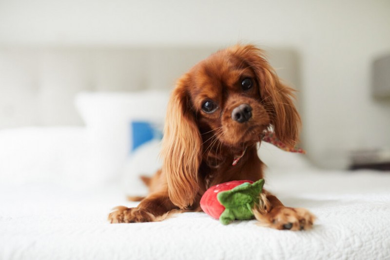 Predicting Your Puppy’s Final Size: A Comprehensive Guide