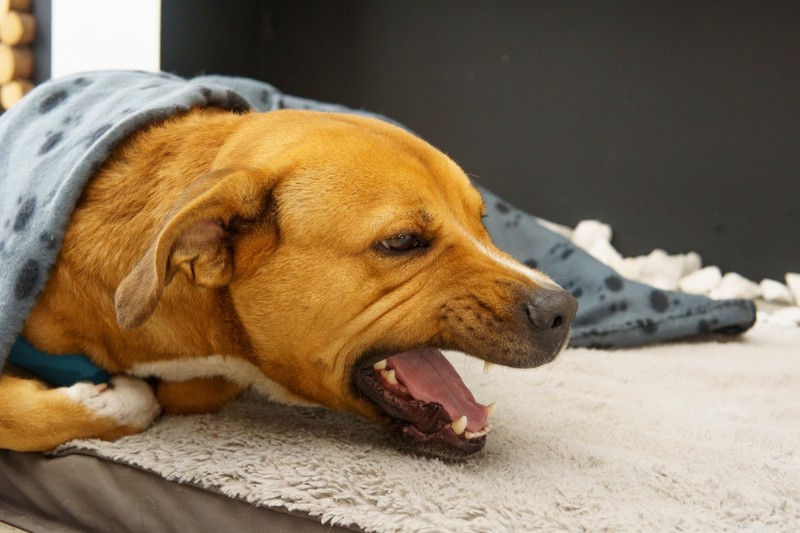 What Causes Dog Coughing and Gagging? Signs, Risks & When to Seek Vet Care