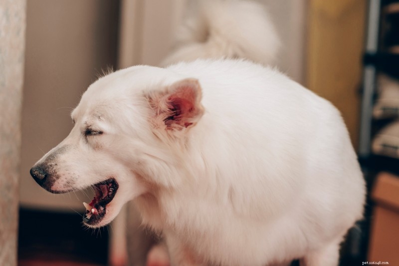 What Causes Dog Coughing and Gagging? Signs, Risks & When to Seek Vet Care