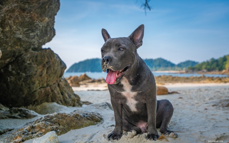 What Causes Dog Coughing and Gagging? Signs, Risks & When to Seek Vet Care