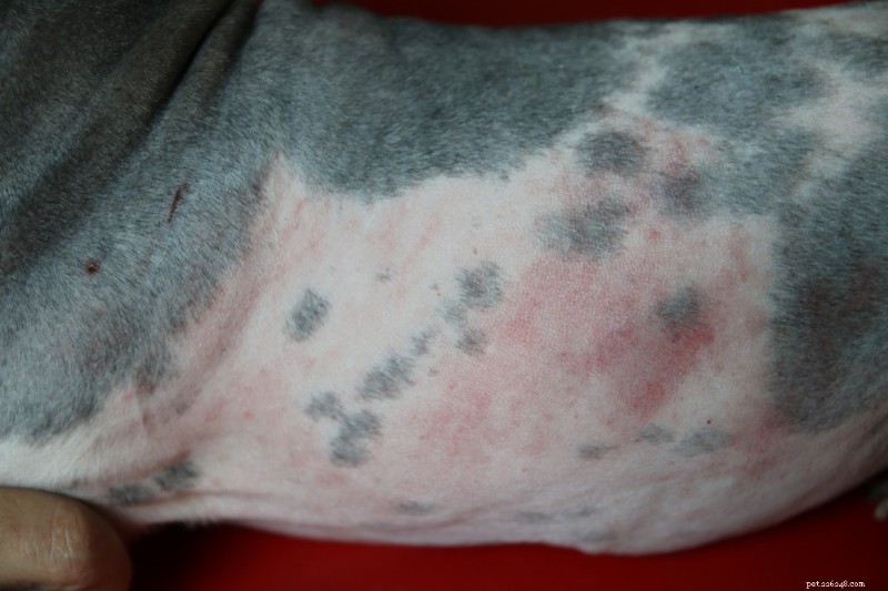 Dog Belly Rash Explained: 6 Common Causes & Quick Relief Tips