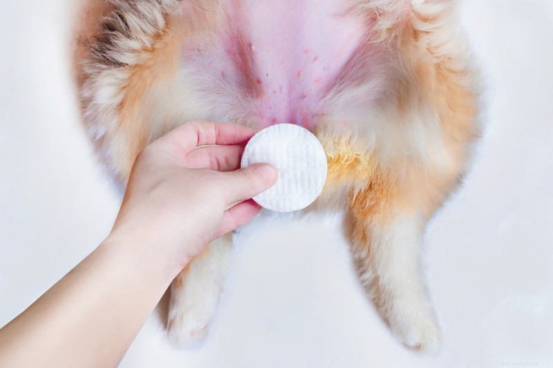Dog Belly Rash Explained: 6 Common Causes & Quick Relief Tips