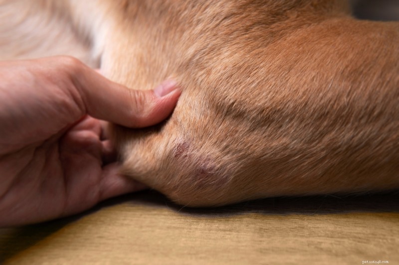 Understanding and Treating Dog Dry Skin: Causes, Symptoms, and Effective Solutions