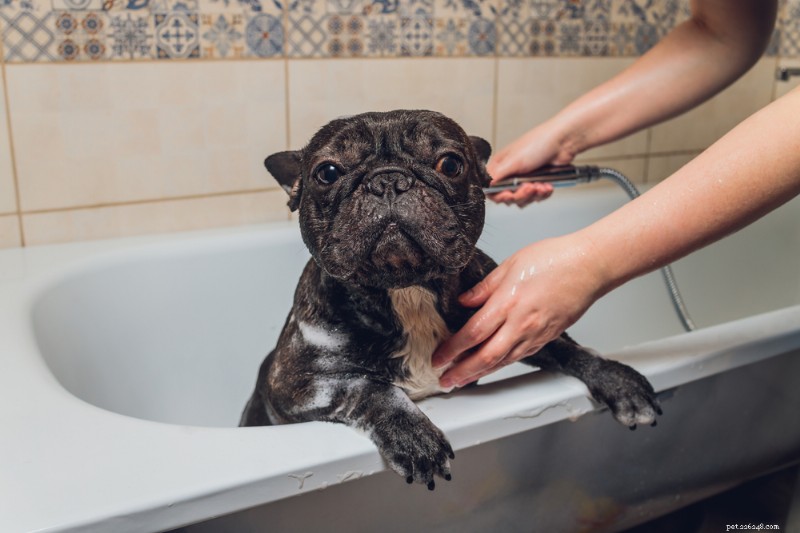 Understanding and Treating Dog Dry Skin: Causes, Symptoms, and Effective Solutions