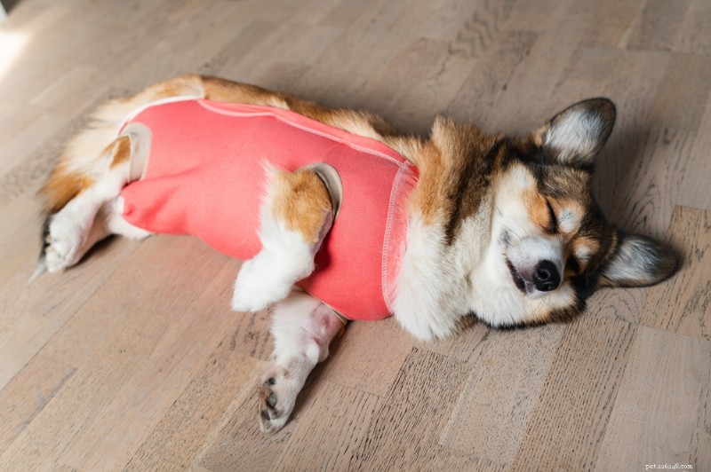 Spaying & Neutering Dogs: Comprehensive Cost, Procedure, and Patient Care Guide