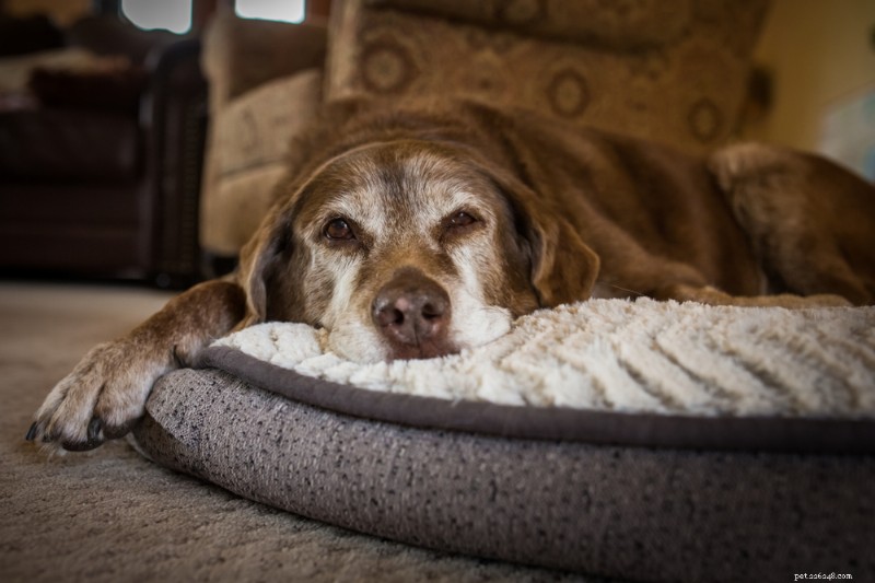 Top 7 Proven Hip & Joint Supplements for Dogs: Expert‑Chosen & Vet‑Recommended