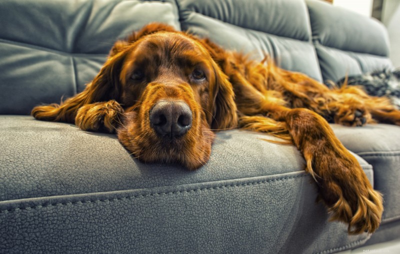 Top 7 Proven Hip & Joint Supplements for Dogs: Expert‑Chosen & Vet‑Recommended