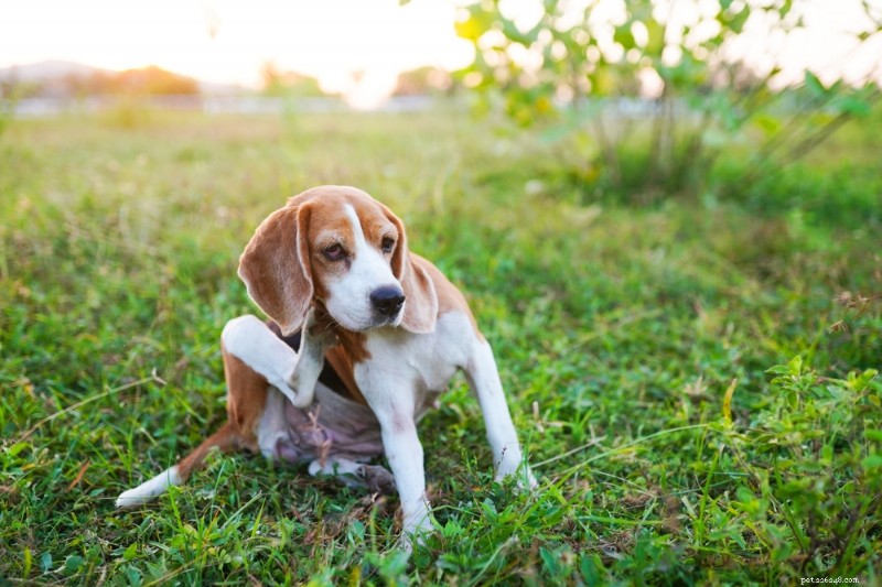 Is Your Dog s Itch Caused by Allergies or Fleas? How to Find Out