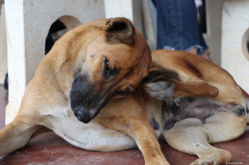 Is Your Dog s Itch Caused by Allergies or Fleas? How to Find Out