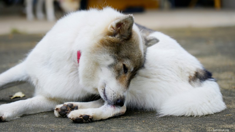 Is Your Dog s Itch Caused by Allergies or Fleas? How to Find Out