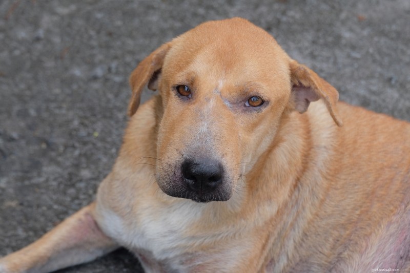 Dog Face Swelling: Causes, Symptoms, and Quick Help