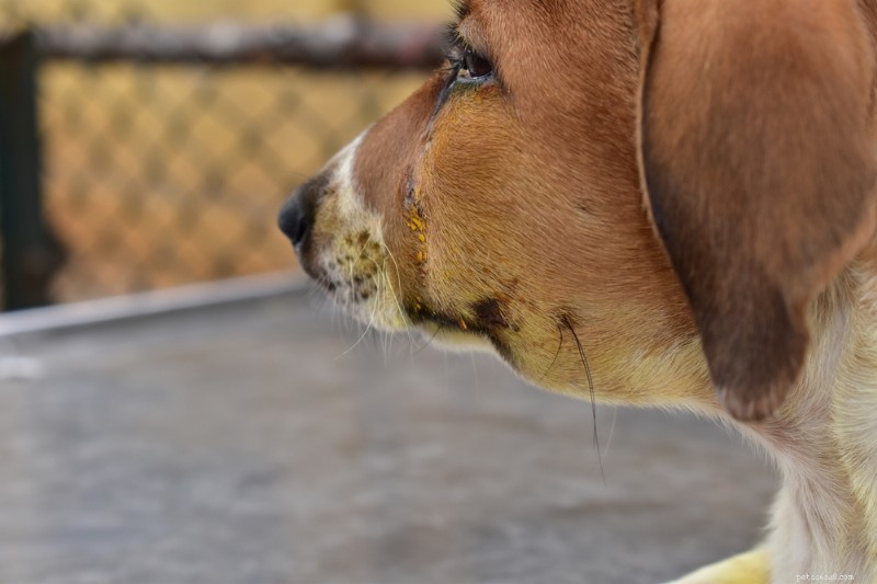 Dog Face Swelling: Causes, Symptoms, and Quick Help