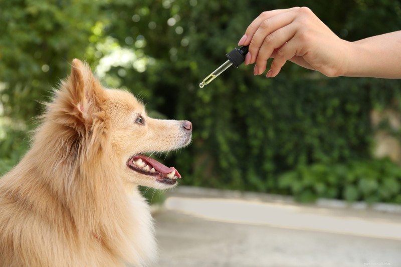 Expert Guide: Safely Administer Liquid Medicine to Your Dog