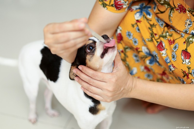Expert Guide: Safely Administer Liquid Medicine to Your Dog