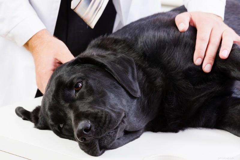 5 Common Canine Heart Conditions: Symptoms & Prevention