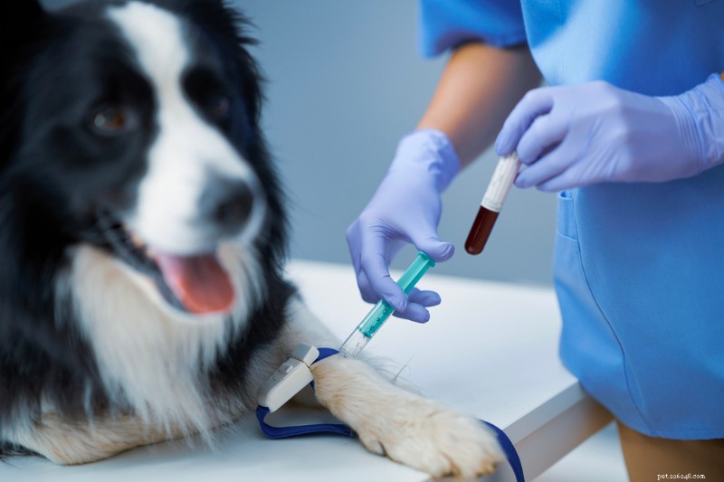 Decoding Your Dog’s Blood Test Results: A Clear Guide for Pet Owners
