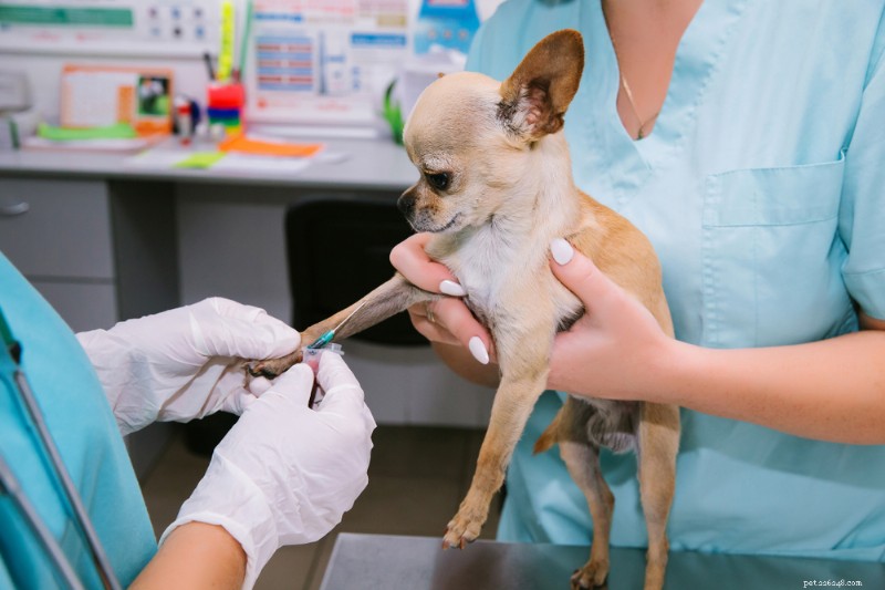 Decoding Your Dog’s Blood Test Results: A Clear Guide for Pet Owners