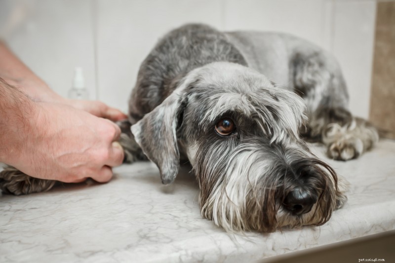 Decoding Your Dog’s Blood Test Results: A Clear Guide for Pet Owners