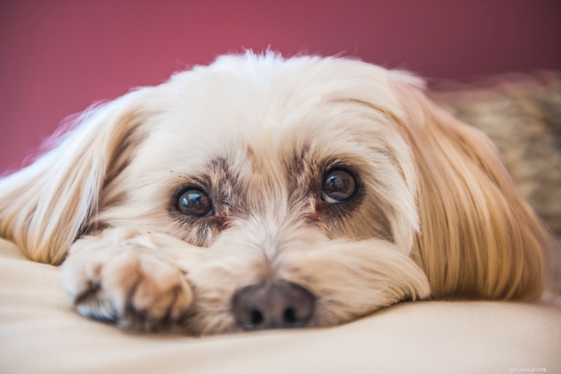 Lethargic Dog? Causes, Symptoms & How to Help Your Pet