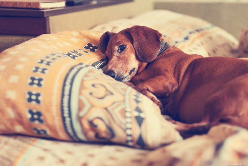 Lethargic Dog? Causes, Symptoms & How to Help Your Pet