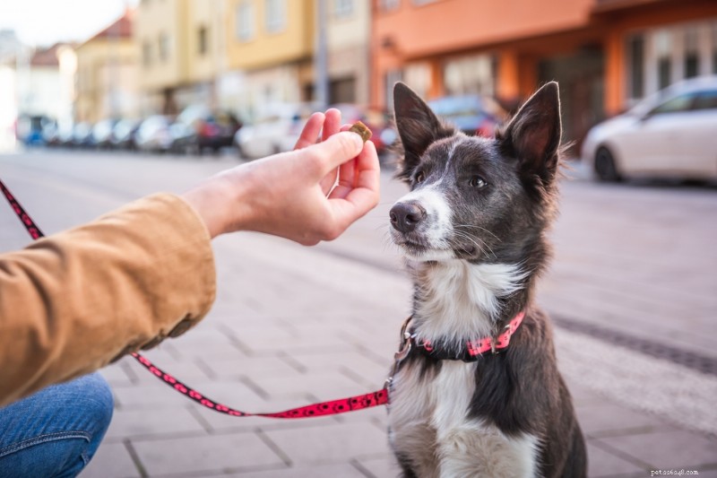 6 Proven Dog Dental Treats for a Healthy Smile
