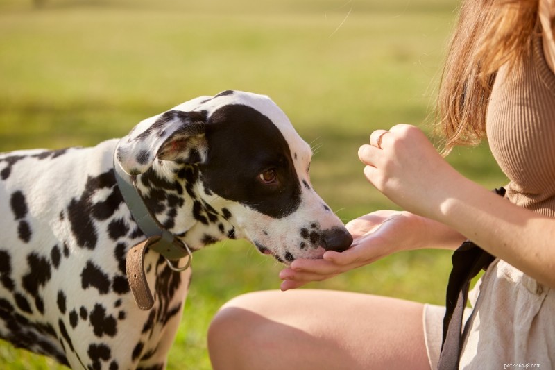6 Proven Dog Dental Treats for a Healthy Smile