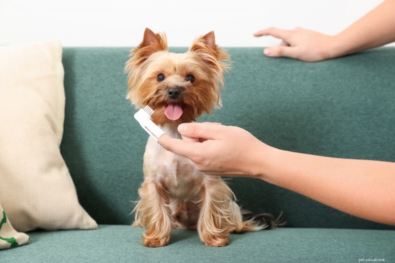 Enzymatic Dog Toothpaste: Benefits, How It Works, and Top Product Picks