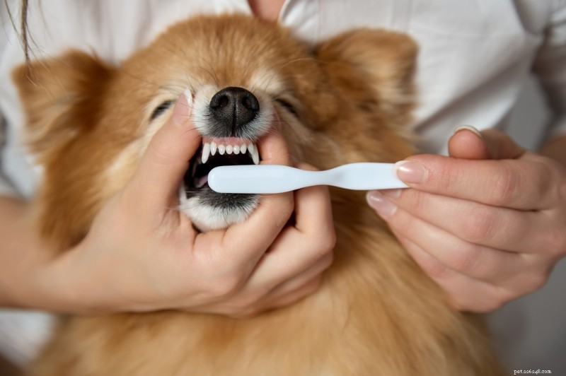 Enzymatic Dog Toothpaste: Benefits, How It Works, and Top Product Picks