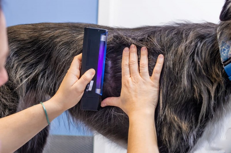 Top 8 Fungal Infections in Dogs: Symptoms, Diagnosis, and Treatment