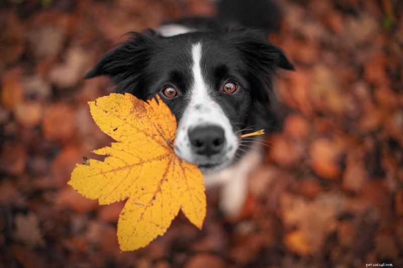 Understanding and Managing Your Dog’s Fall Allergies: Causes, Symptoms, and Relief Tips
