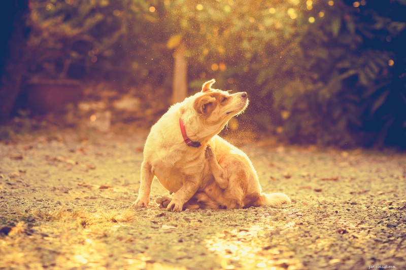 Understanding and Managing Your Dog’s Fall Allergies: Causes, Symptoms, and Relief Tips