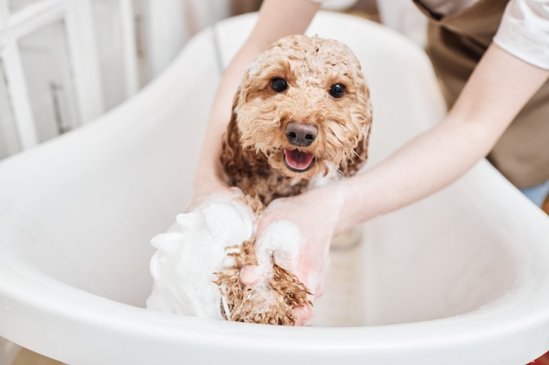 Understanding and Managing Your Dog’s Fall Allergies: Causes, Symptoms, and Relief Tips