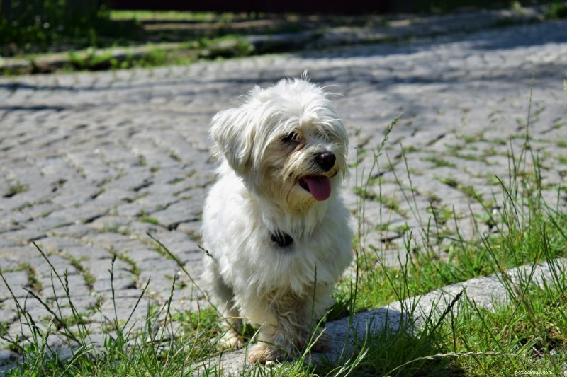 Living With a Deaf Dog: Essential Tips & Expert Guidance
