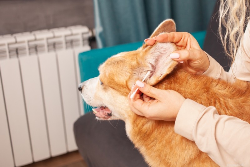 Living With a Deaf Dog: Essential Tips & Expert Guidance