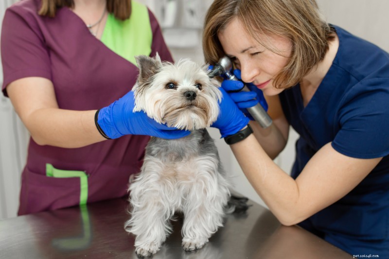 Living With a Deaf Dog: Essential Tips & Expert Guidance