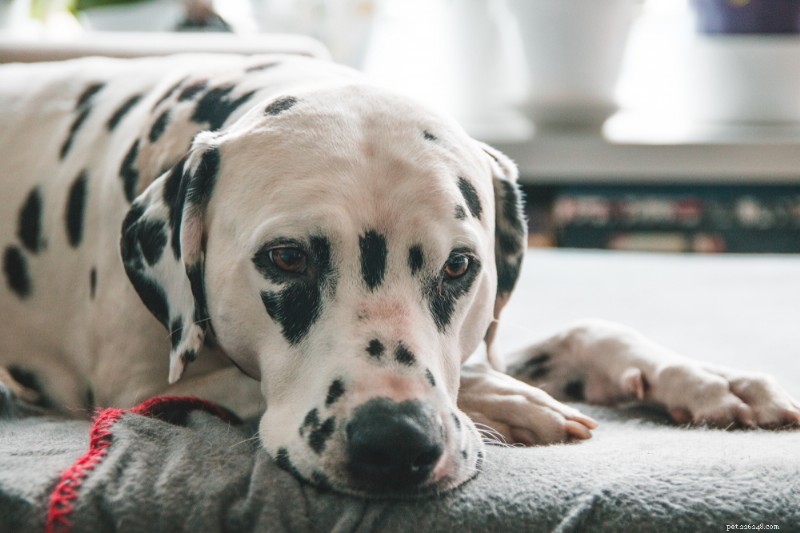 Living With a Deaf Dog: Essential Tips & Expert Guidance