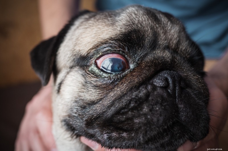Understanding Dog Conjunctivitis: Causes, Symptoms & Effective Treatments