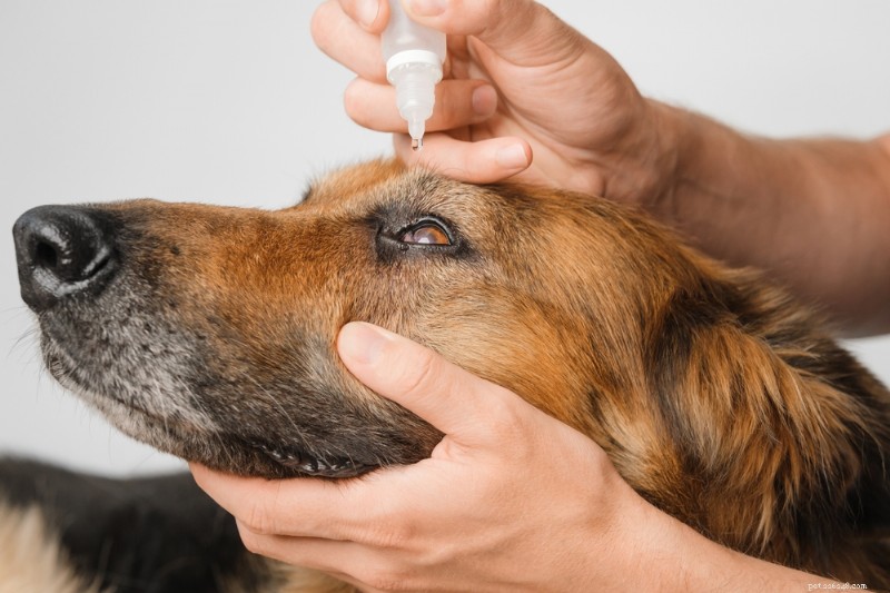 Understanding Dog Conjunctivitis: Causes, Symptoms & Effective Treatments