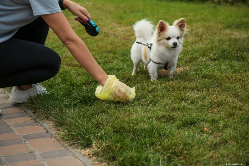Blood in Your Dog s Stool: Causes, Symptoms, and How to Respond